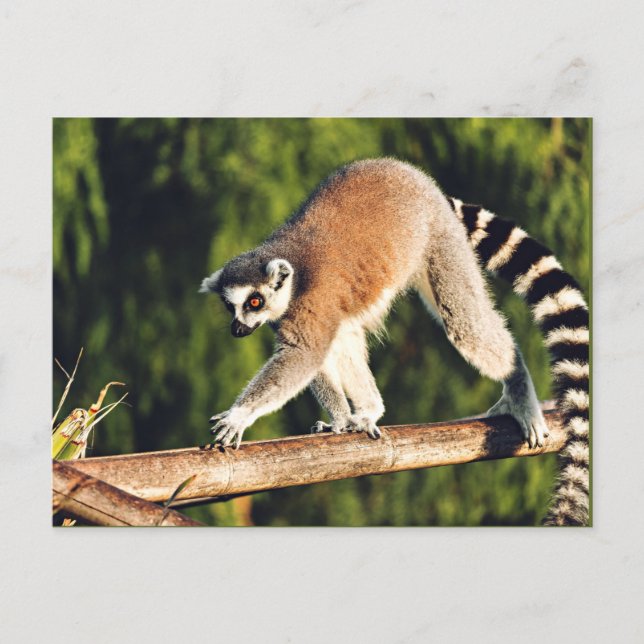 Lemur on a Tree Branch Holiday Postcard (Front)