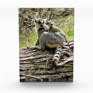 LEMUR  PHOTO BLOCK
