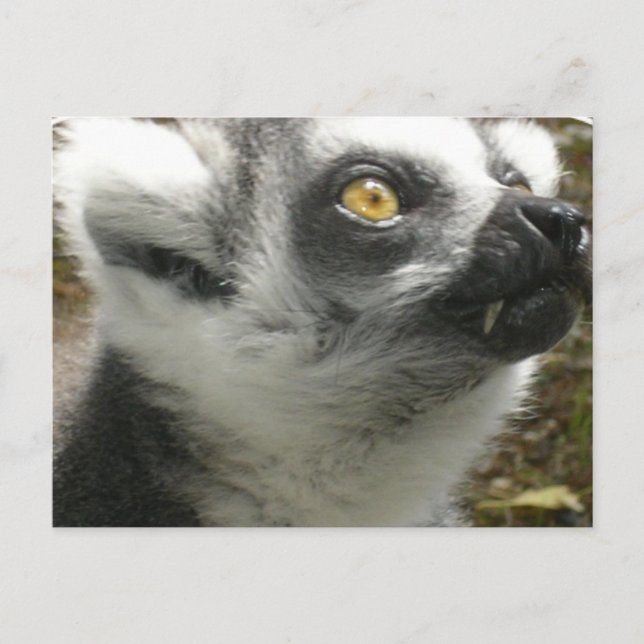 Lemur Photo Postcard (Front)