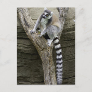 Lemur Postcard