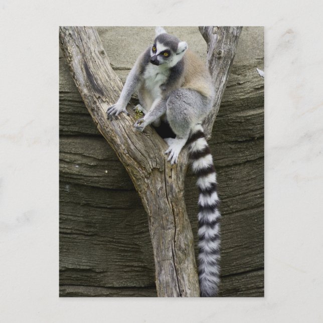 Lemur Postcard (Front)