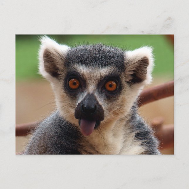 Lemur Postcard (Front)