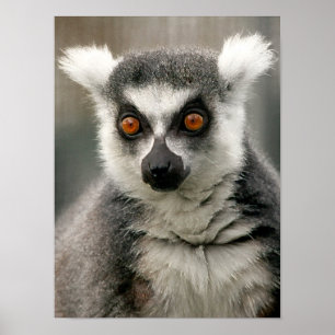 Lemur Poster