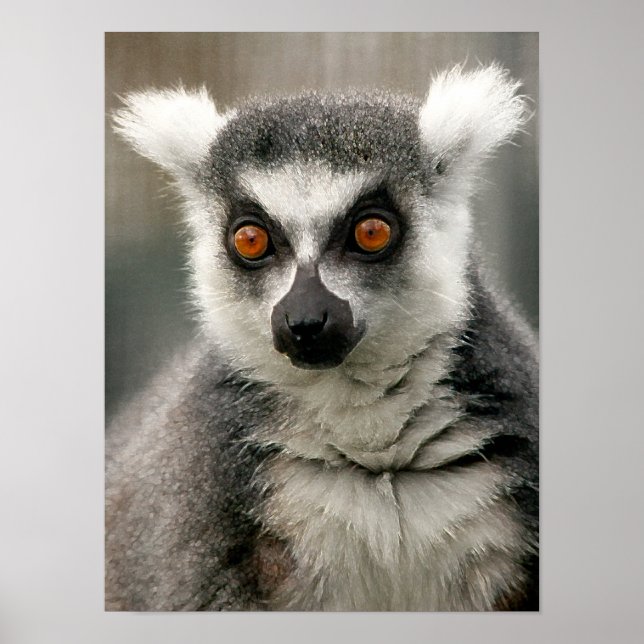 Lemur Poster (Front)