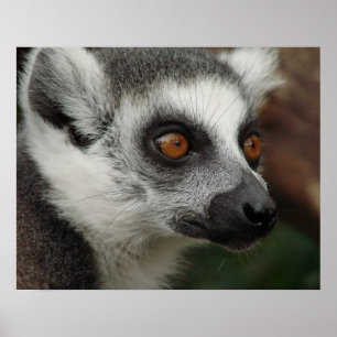 Lemur Poster