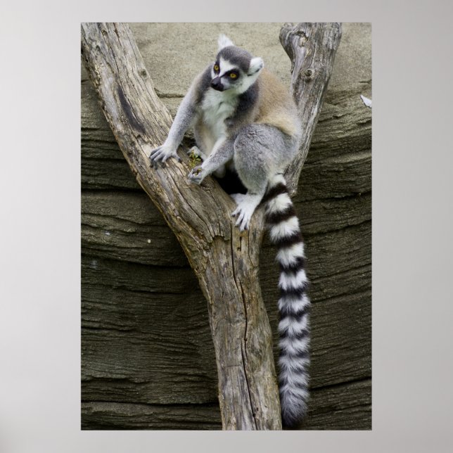 Lemur Poster (Front)