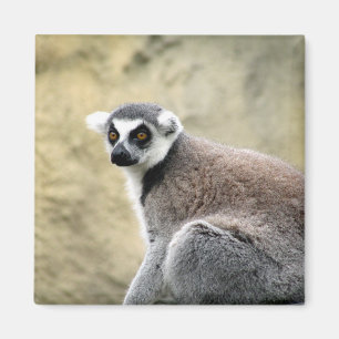 lemur stare magnet