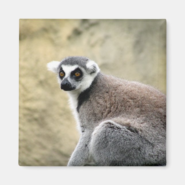 lemur stare magnet (Front)