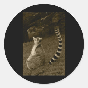 Lemur Tail Valencia Tint Vertical Sticker 