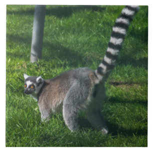 Lemur up close ceramic tile
