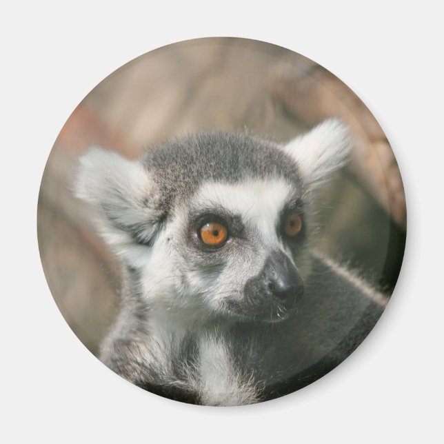 lemura magnet (Front)