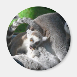 Lemurs Eating Magnet
