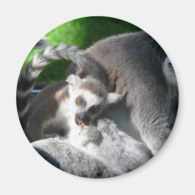 Lemurs Eating Magnet (Front)