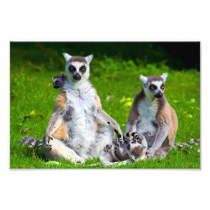 Lemurs Family Photo Print