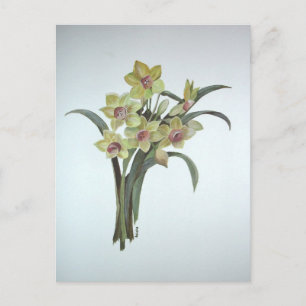 Lent Lily Postcard