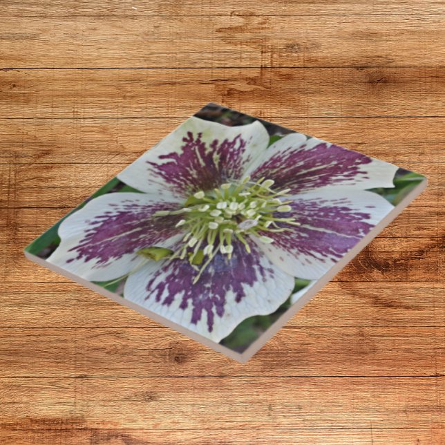 Lenten Rose Hellebore Floral Ceramic Tile (In Situ)