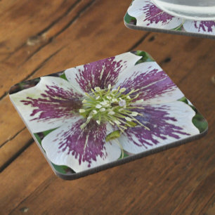 Lenten Rose Hellebore Floral Coaster