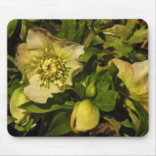 Lenten Rose Hellebore Mouse Mat