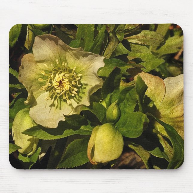 Lenten Rose Hellebore Mouse Mat (Front)