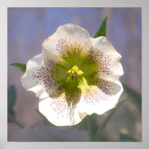 Lenten Rose. Helleborus Poster
