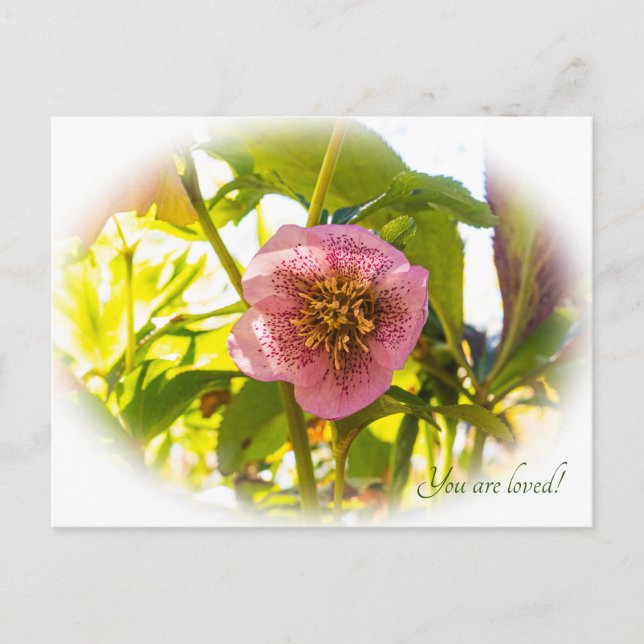 Lenten Rose. Helleborus. You are loved!  Postcard (Front)