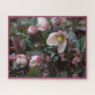 Lenten Rose Jigsaw Puzzle