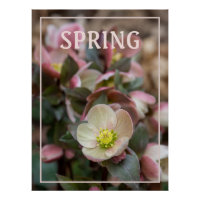 Lenten Rose SPRING
