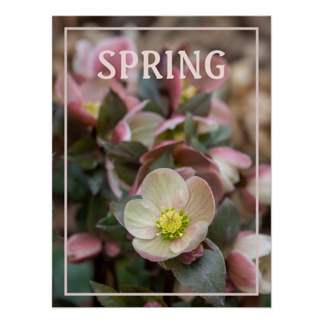 Lenten Rose SPRING Poster (Front)
