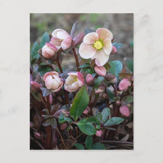 Lenten Rose Vertical Design Postcard (Front)