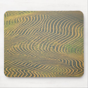 Lentil peas windrowed and awaiting harvest in mouse mat