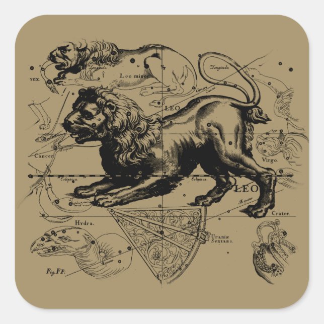 Leo Constellation Map Hevelius 1690 on Taupe Square Sticker (Front)