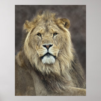 Leo Print
