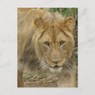 Leo the Lion Postcard