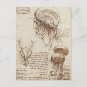 Leonardo da Vinci - Brain Physiology Postcard