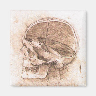 Leonardo da Vinci Skull Anatomy Fine Art Magnet