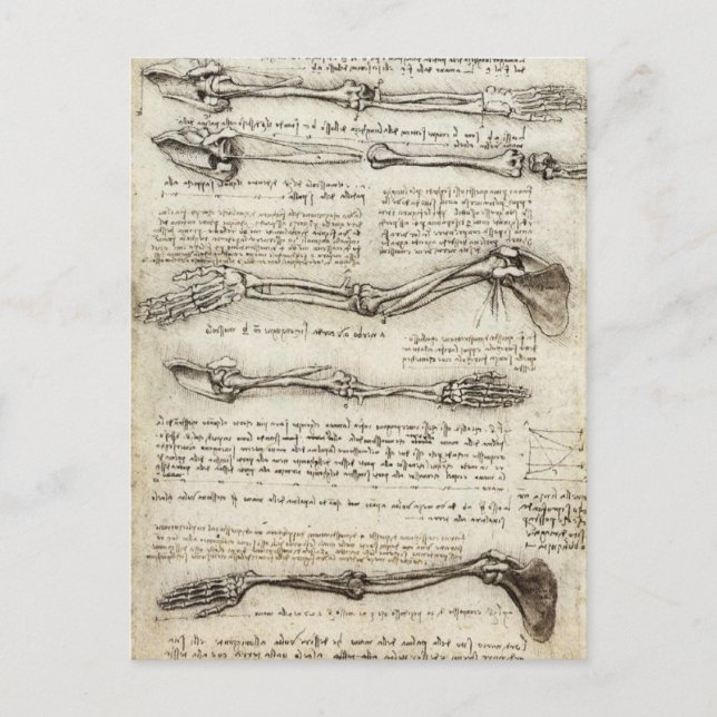 Leonardo da Vinci - Studies of the Arm Artwork Postcard (Front)