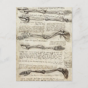 Leonardo da Vinci:Studies of the Arm by the Biceps Postcard
