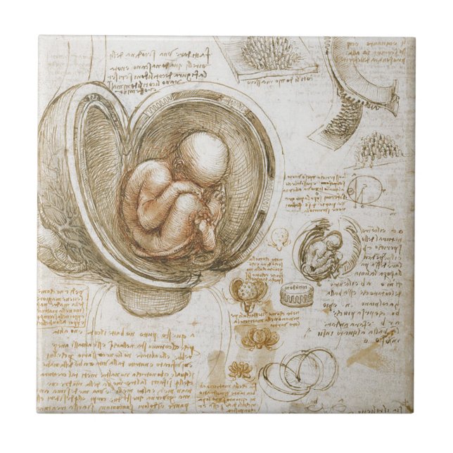 Leonardo da Vinci Studies of the Foetus in the Tile (Front)