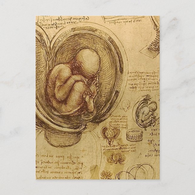Leonardo Da Vinci -  Study of Anatomy Postcard (Front)