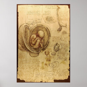 Leonardo Da Vinci -  Study of Anatomy Poster