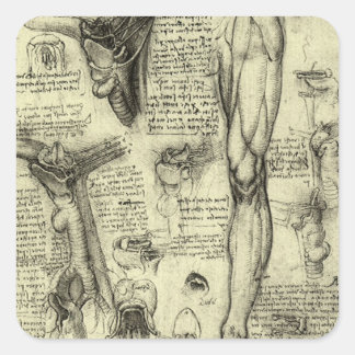 Leonardo da Vinci Vintage Human Anatomy Larynx Leg Square Sticker