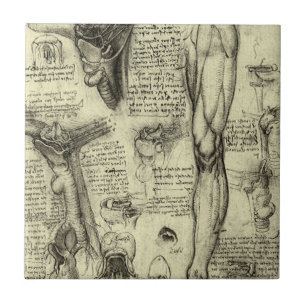 Leonardo da Vinci Vintage Human Anatomy Larynx Leg Tile