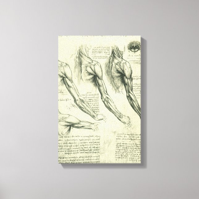 Leonardo da Vinci's Arm and Shoulder Anatomy Canvas Print (Front)