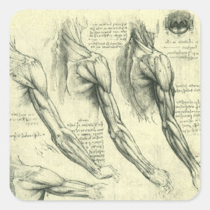 Leonardo da Vinci's Arm and Shoulder Anatomy Square Sticker