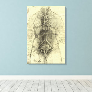 Leonardo da Vinci's Human Anatomy, Female Torso Canvas Print