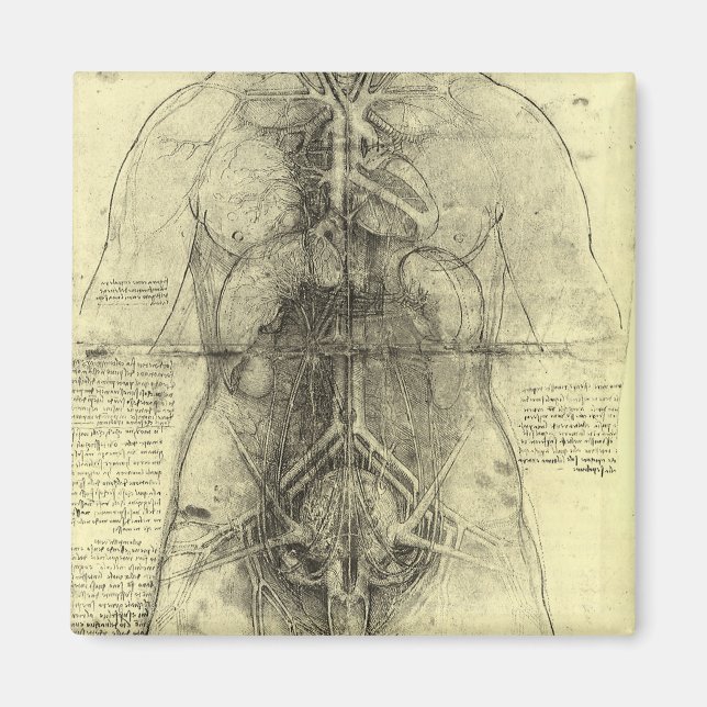 Leonardo da Vinci's Human Anatomy, Female Torso Magnet (Front)
