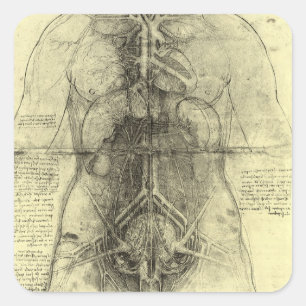 Leonardo da Vinci's Human Anatomy, Female Torso Square Sticker