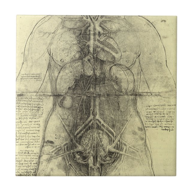 Leonardo da Vinci's Human Anatomy, Female Torso Tile (Front)