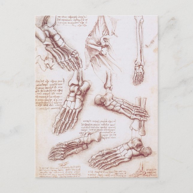 Leonardo da Vinci's Human Anatomy Foot Bones Postcard (Front)