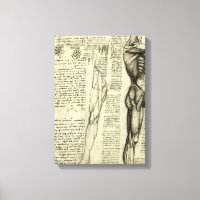 Leonardo da Vinci's Human Anatomy Male Muscles
